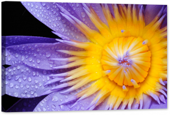 Tablou luminos in intuneric GlowforHome Macro lotus violet 60 cm x 40 cm 