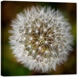 Tablou luminos in intuneric GlowforHome Macro papadie 60 cm x 60 cm 