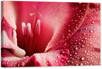 Tablou luminos in intuneric GlowforHome Macro pe floare roz 60 cm x 40 cm 