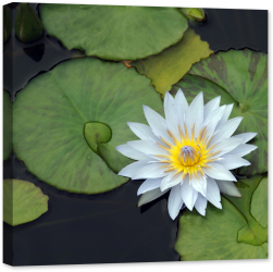 Tablou luminos in intuneric GlowforHome Nufar alb 60 cm x 60 cm 