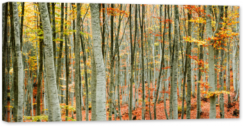 Tablou canvas luminescent luminos in intuneric GlowforHome Dualv-View rama lemn fosforescent Panorama padurii de fag 80 cm x 40 cm 