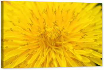 Tablou luminos in intuneric GlowforHome Papadie 60 cm x 40 cm 