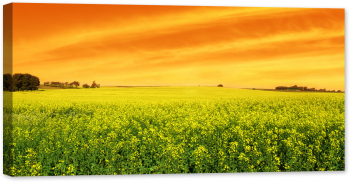 Tablou luminos in intuneric GlowforHome Peisaj cu camp de Canola rapita la apus si panorama superba 80 cm x 40 cm 