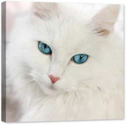 Tablou luminos in intuneric GlowforHome Pisica alba 80 cm x 80 cm 