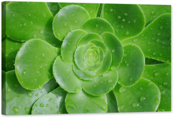 Tablou luminos in intuneric GlowforHome Planta suculenta 60 cm x 40 cm 