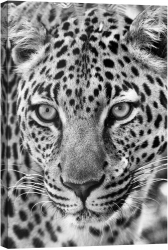 Tablou luminos in intuneric GlowforHome Portretul unui leopard 90 cm x 60 cm 