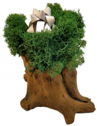 Aranjament Licheni Ghiveci Decorativ Verde Pompon M3 