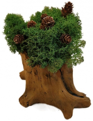 Aranjament Licheni Ghiveci Decorativ Verde Conuri Brad M3 