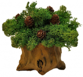 Aranjament Licheni Ghiveci Decorativ Verde Conuri Brad M4 