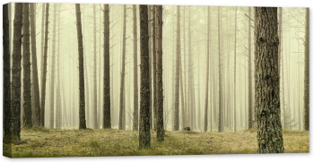 Tablou canvas luminescent luminos in intuneric GlowforHome Dualv-View rama lemn fosforescent Padure de Pini in ceata misterioasa 80 c 