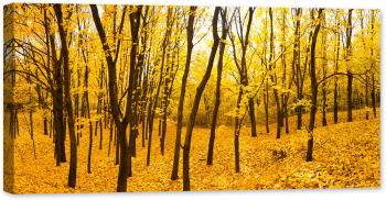 Tablou canvas luminescent luminos in intuneric GlowforHome Dualv-View rama lemn fosforescent Panorama padurii galbene de toamna 120 c 