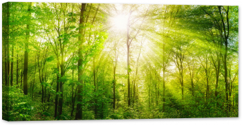 Tablou canvas luminescent luminos in intuneric GlowforHome Dualv-View rama lemn fosforescent Raze solare calde vara in padure verde 1 