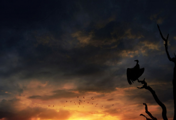 Poster Bird Silhouette Skyscape 61x90cm poster1609 