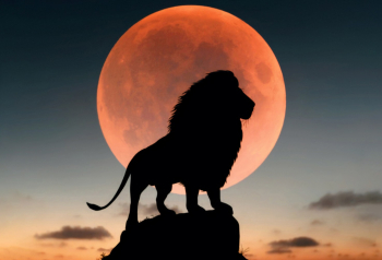 Poster Lion King 61x90cm poster770 
