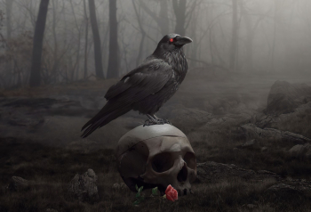 Poster Raven Bird 61x90cm poster1829 