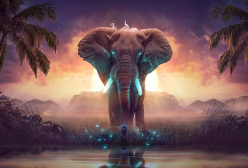 Poster The Elephant Dream 61x90cm poster2020 