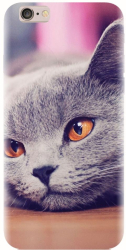 Husa din silicon compatibila cu Apple iPhone 5C - model British Shorthair Cat 