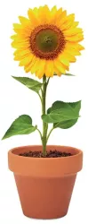 Floarea soarelui ghiveci ceramica si seminte de plantat 