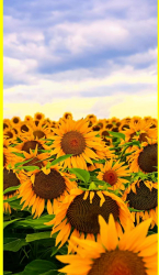 Husa din silicon compatibila cu Xiaomi Redmi Note 9t Pro 5G - model Sunflowers