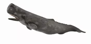 Balena casalot - collecta 