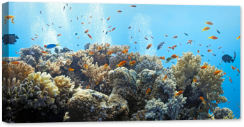 Tablou canvas luminescent luminos in intuneric GlowforHome Dualv-View rama lemn fosforescent Golful de peste Anthias lumea subacvatica 