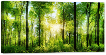 Tablou canvas luminescent luminos in intuneric GlowforHome Dualv-View rama lemn fosforescent Raze de Soare in Panorama Padurii verde s 