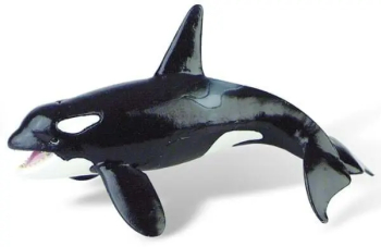 Balena Orca 