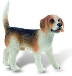 Caine rasa BEAGLE 