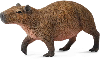 Capibara- collecta 
