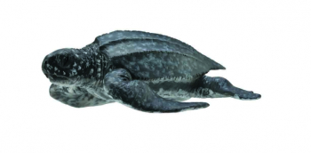 Figurina broasca testoasa de mare m collecta 