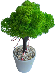 Pom decorativ cu licheni stabilizati verde deschis ghiveci alb din ceramica Spring Edition Martisor 