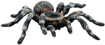 Tarantula White Knee 