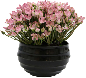Ghiveci Cu Flori Roz Plastic 16Cm - Roz Plastic 16cm 