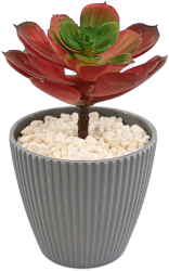 Planta Suculenta In Ghiveci Gri Plastic 16Cm - Rosu Plastic 16cm 