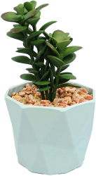 Planta Suculenta In Ghiveci Blue Plastic 16Cm - Verde Plastic 16cm 