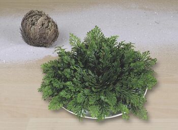 Trandafirul de Ierihon autentic bilă uscata care se deschide in verde 12 cm