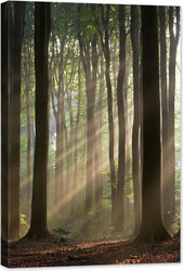 Tablou canvas luminescent luminos in întuneric GlowforHome Dualv-View ramă lemn fosforescent Raze care traverseaza o pădure cetoasa 120 cm x 80 cm