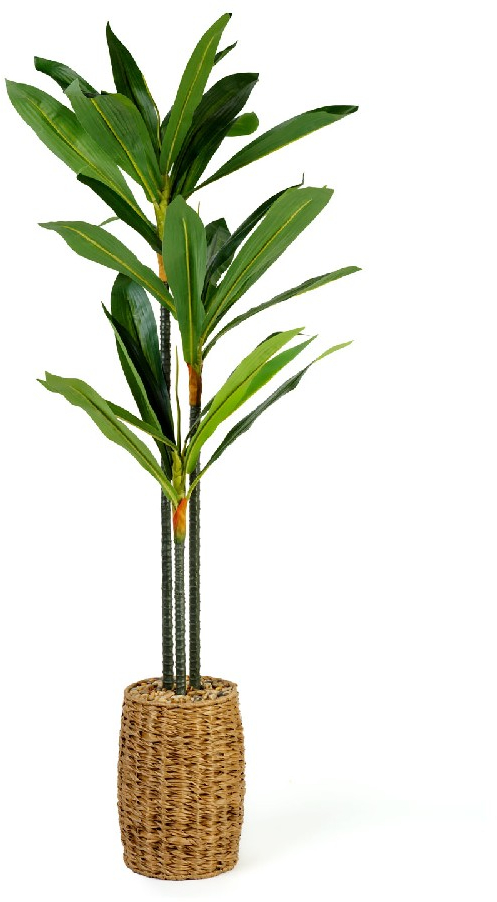 Planta Artificiala Decorativa Model Dracaena Fragrans in Ghiveci cu Aspect