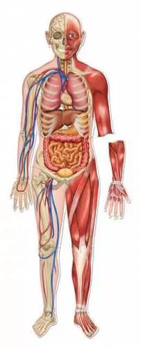 Afla totul despre artroza: Simptome, tipuri, diagnostic si tratament | experttraining.ro