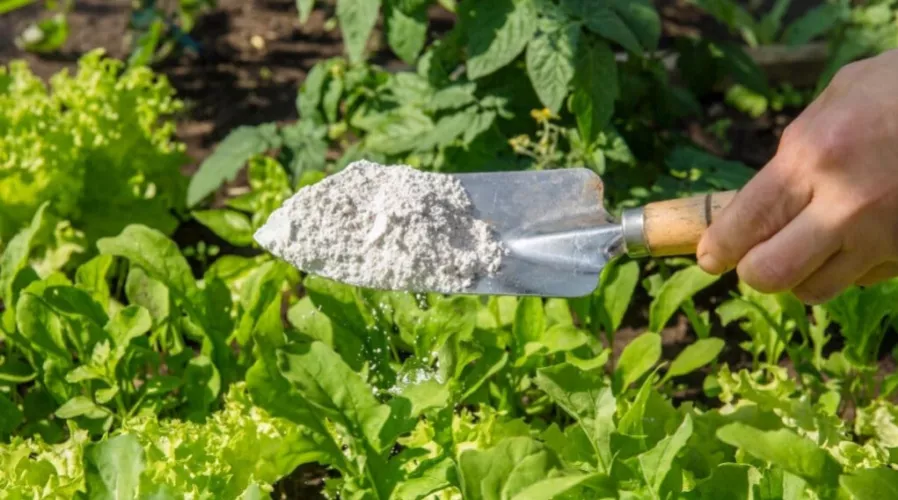 Produs paduchi pasari curte purici caini si pisici - Pamant de Diatomee - Galeata 5 kg