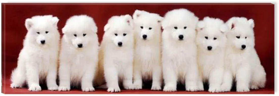 Tablou DualView Startonight Catelusi Samoyed luminos in intuneric 40 x ...