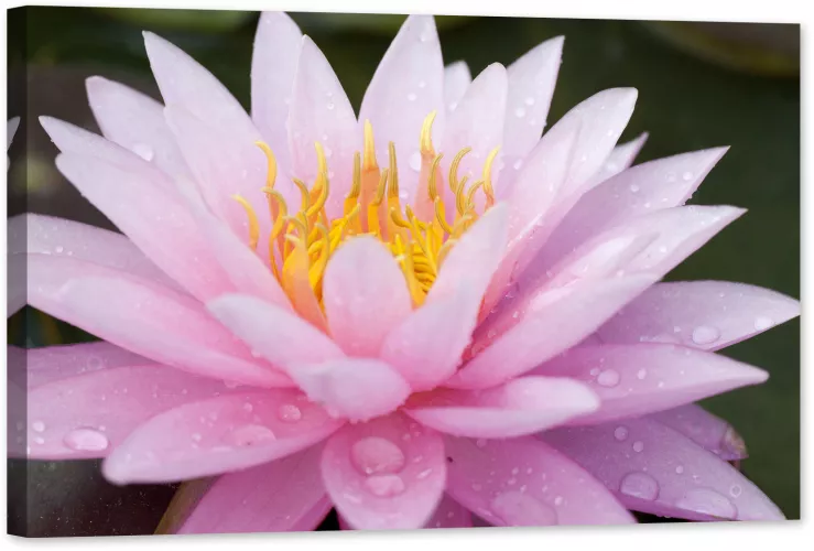 Lotus Roz Tablou luminos in intuneric GlowforHome Lotus roz 60 cm x 40 cm 6i7c ...