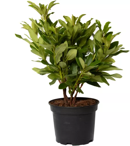 thuja brabant pflanzen Thuja Brabant kaufen  schnellwachsende Hecke
