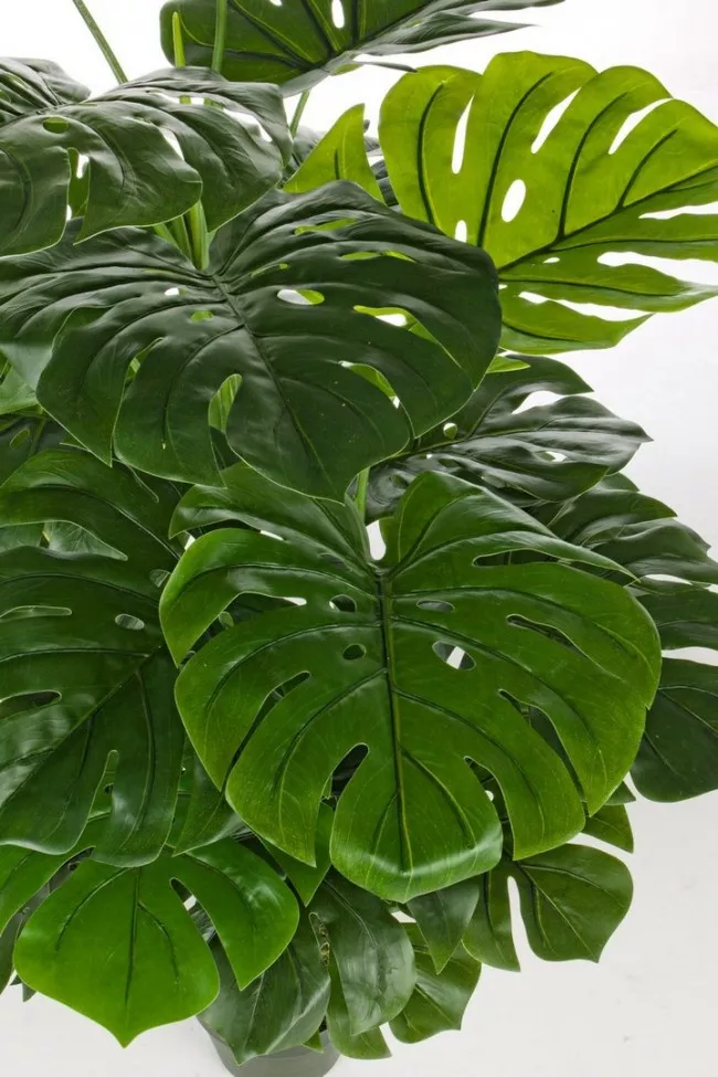 philodendron red king Rojo Congo Philodendron  Pike Nursery