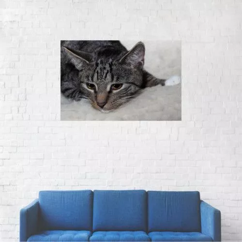 Tablou Canvas Pisica din pat obosita 20 x 30 cm zprcvs835